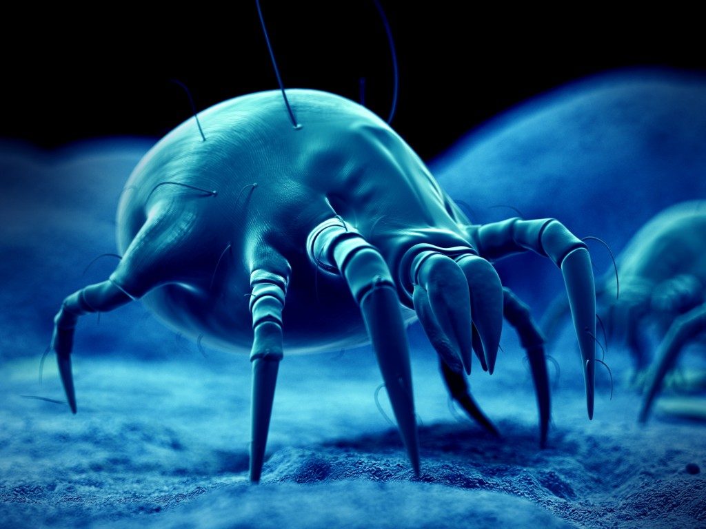 dust and dust mites in blue