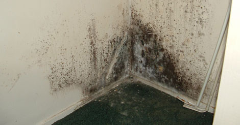 Mold-Problems
