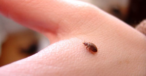 Bed-Bugs-How-To-Kill-Them