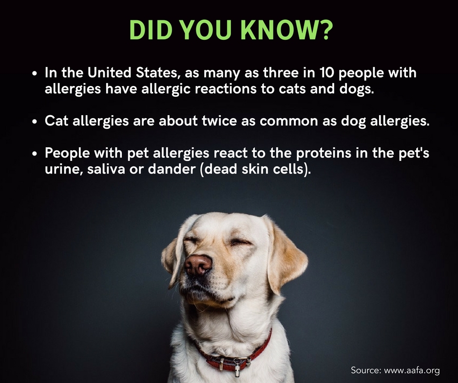 Pet allergy facts