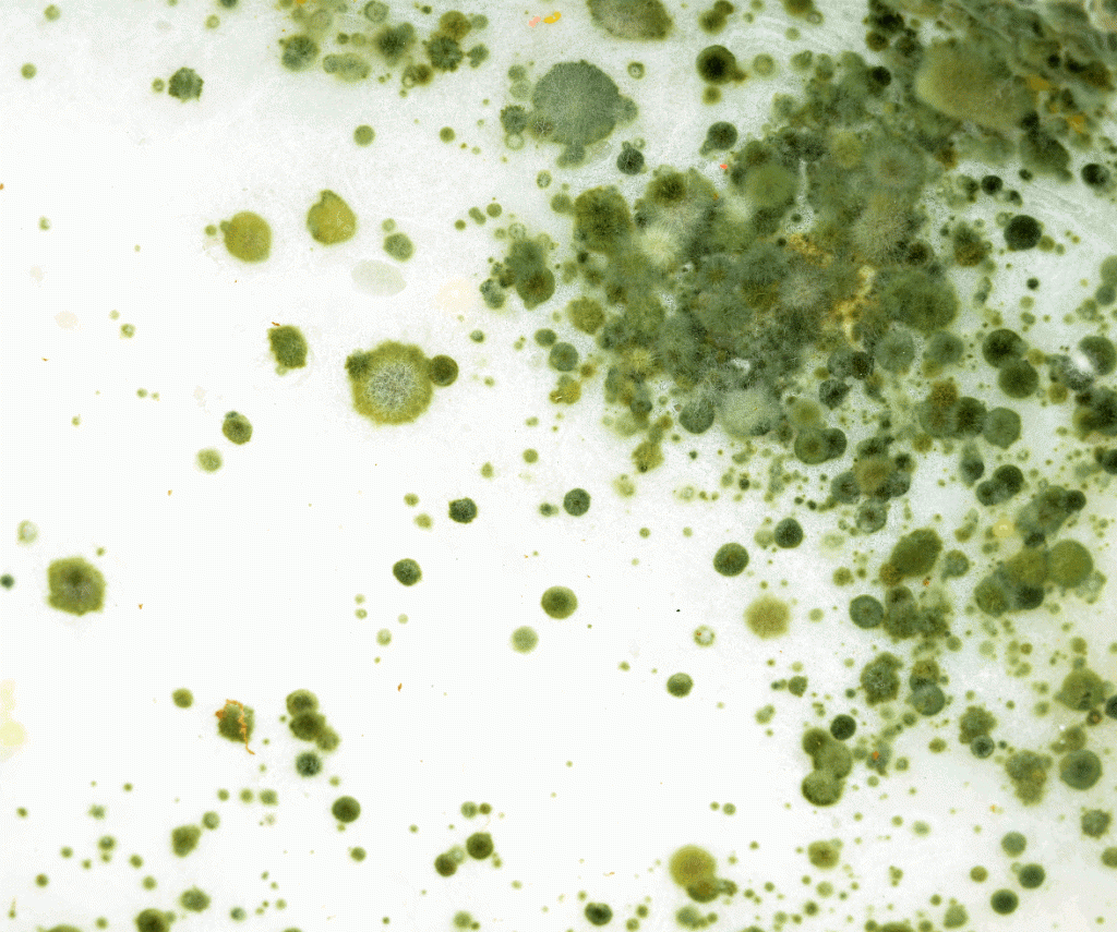 Green mold spores in house