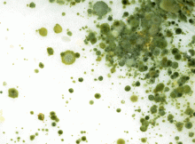 Green mold spores in house