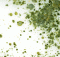 Green mold spores in house