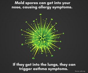mold spores can get into your nose, causing allergy symptoms aafa.org