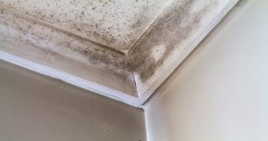 Mold in corner impacting your health
