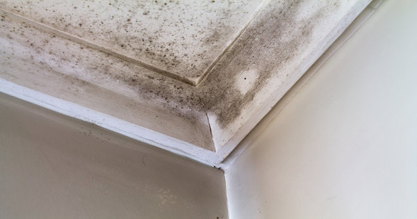 Mold in corner impacting your health