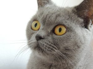 grey cat dander allergies