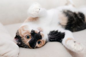 playful cat dander allergies on couch