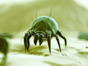 Green dust mite
