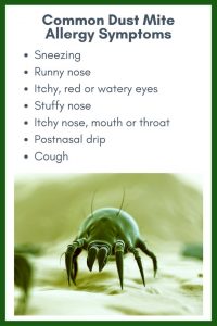 dust-allergy-symptoms; sneezing, runny nose, itchy, red or watery eyes, stuffy nose, itchy nose; mouth or throat, postnasal drip, cough