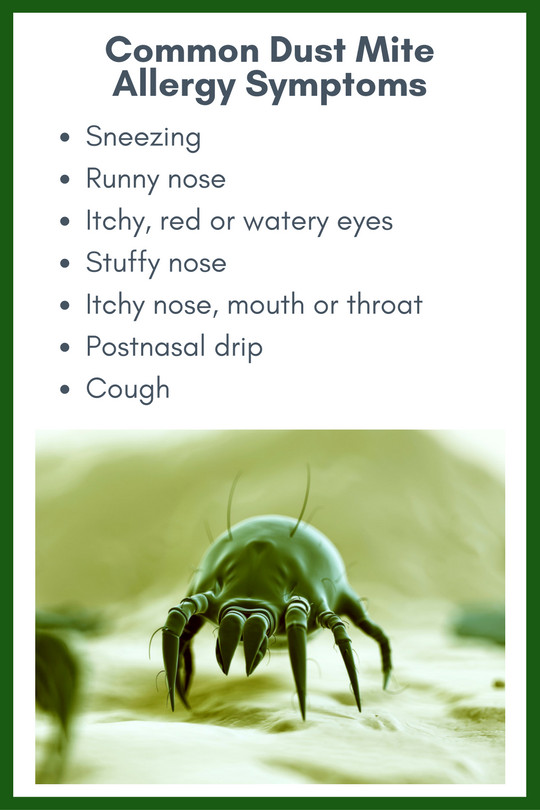 Dust mites in pillows deals