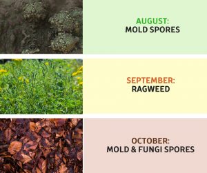 August: Mold & Spores, September: Ragweed, October: Mold & Fungus Spores