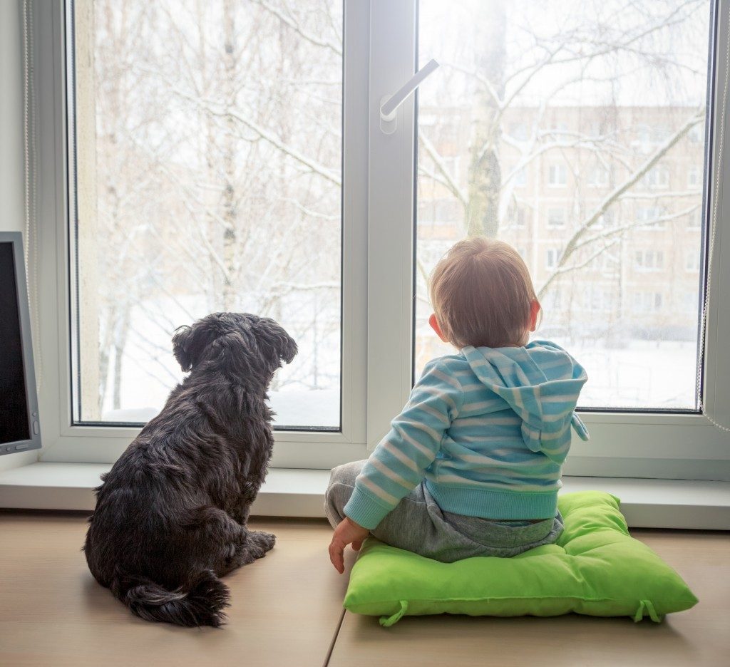 air purifier humidifier boy & dog