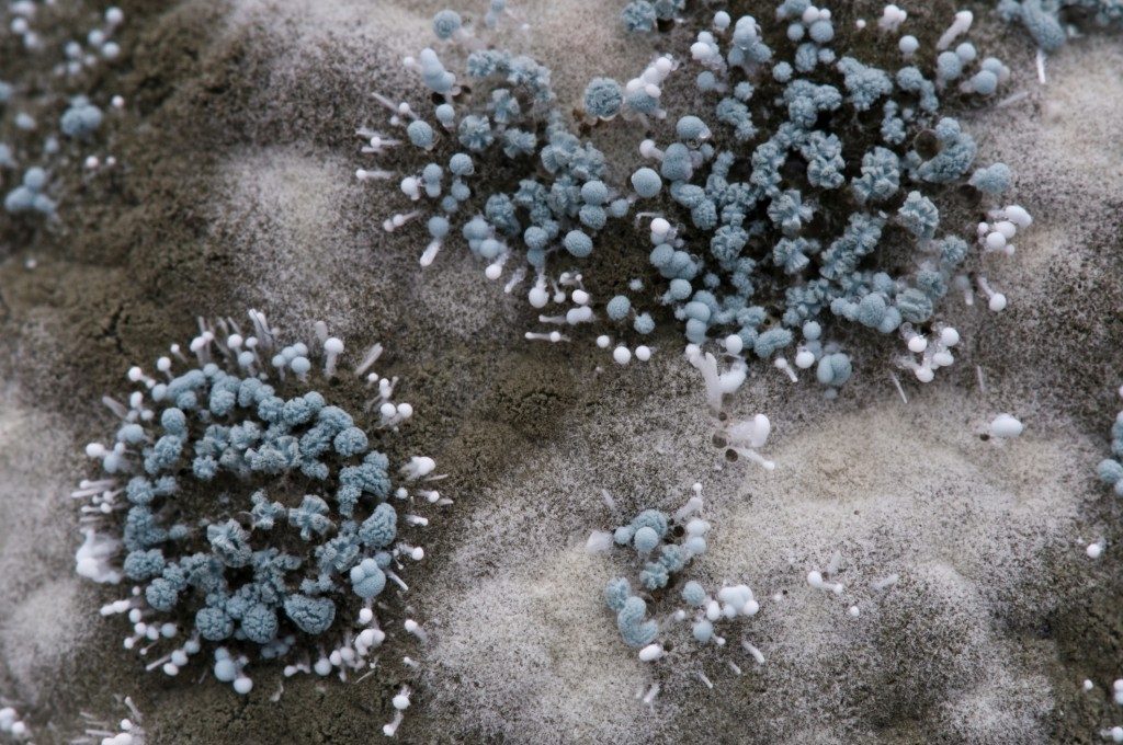 how to kill mold spores