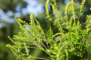 green ragweed