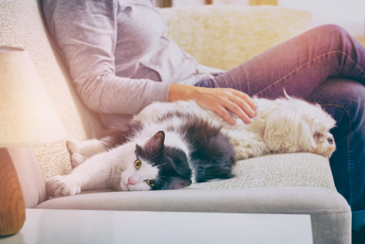 pets on a couch