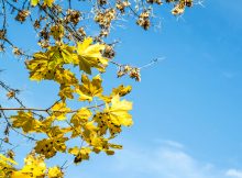 yellow maple leaves