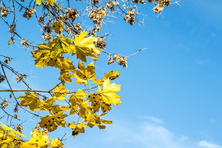 yellow maple leaves