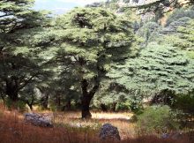 cedar trees