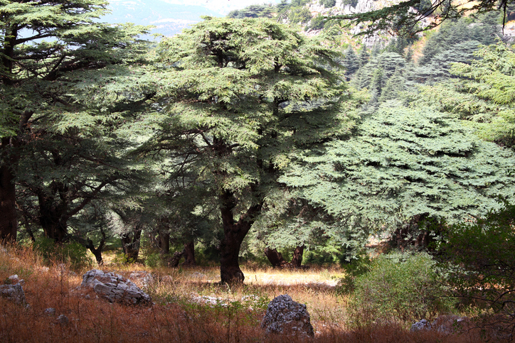 cedar tree texas