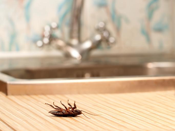 dead roach in kitchen
